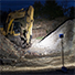K9 LED Portable Worklight Rental